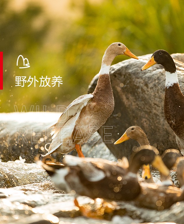 野外放養(yǎng)